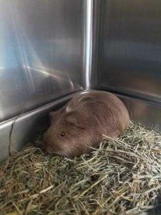Adopt Butterscotch a Brown or Chocolate Guinea Pig / Mixed small animal in