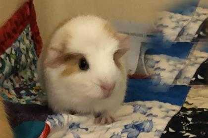 Adopt Spring a White Guinea Pig / Guinea Pig / Mixed small animal in Voorhees