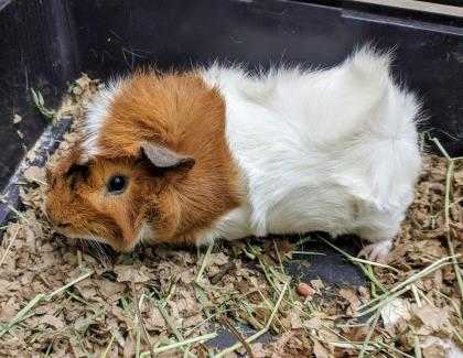 Adopt Bacon a Brown or Chocolate Guinea Pig / Guinea Pig / Mixed small animal in