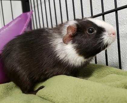 Adopt Chardonnay a Black Guinea Pig / Guinea Pig / Mixed small animal in Bowling