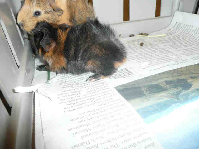Adopt MCQUEEN a Guinea Pig