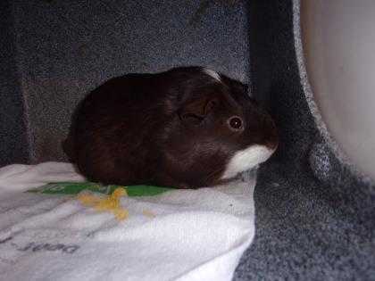 Adopt Coco a Brown or Chocolate Guinea Pig / Guinea Pig / Mixed small animal in