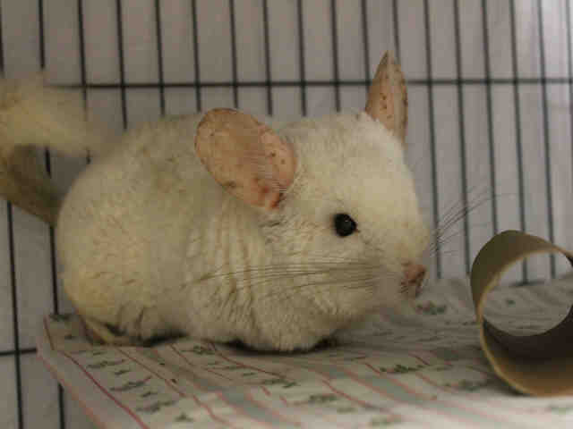 Adopt GHOST a White Chinchilla / Mixed small animal in Brewster, MA (24672548)