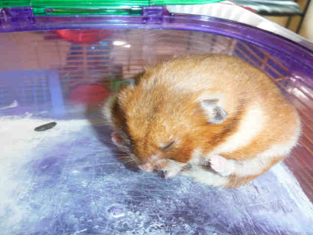 Adopt SUNSHINE a Black Hamster / Mixed small animal in San Jose, CA (25019398)