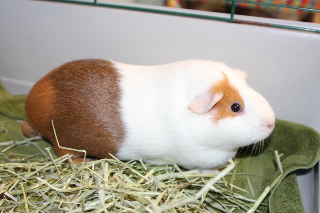 Adopt Cressida a Guinea Pig