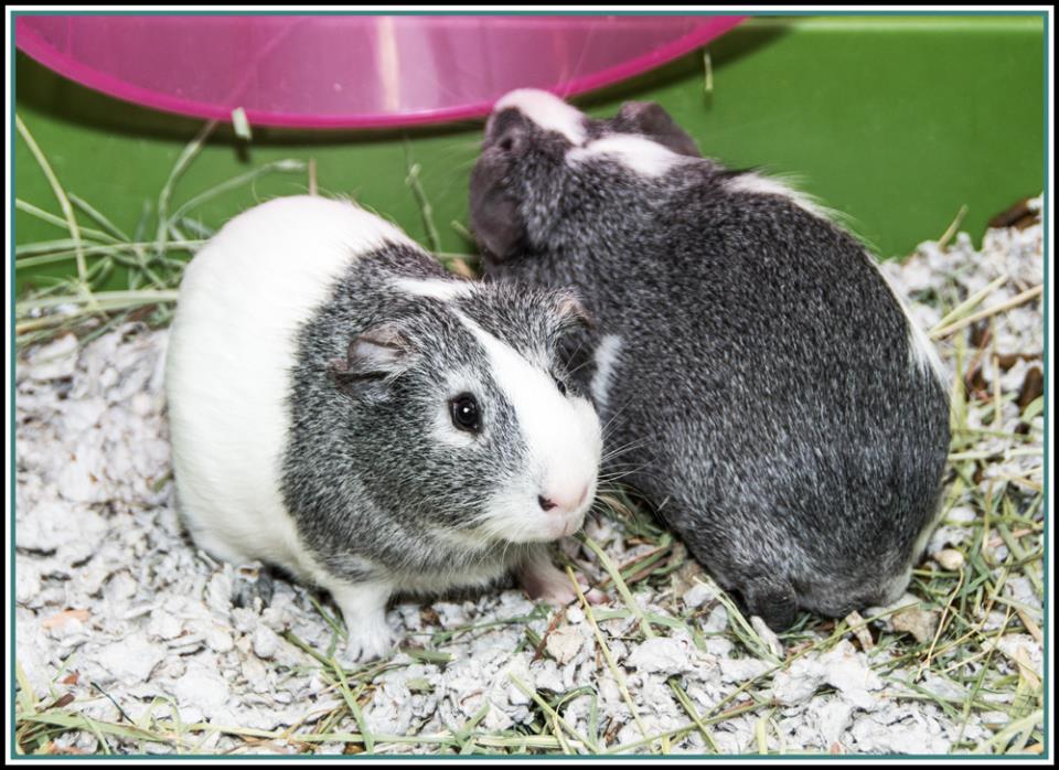 Adopt DUMBO & SHADY* a Guinea Pig