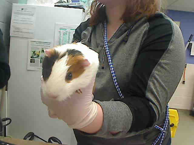 Adopt A1179335 a Guinea Pig