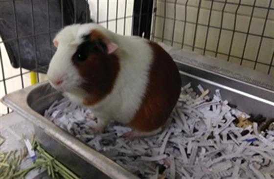 Adopt CANELA a White Guinea Pig / Mixed small animal in Denver, CO (25008316)