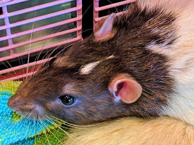 Adopt BUZZ a Rat