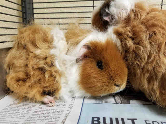 Adopt DOC a Brown or Chocolate Guinea Pig / Mixed small animal in Brighton