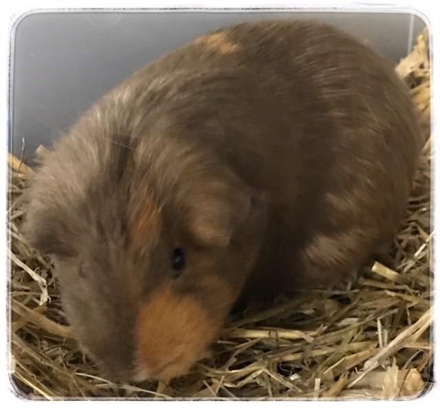 Adopt Pinkie a Guinea Pig