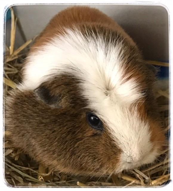 Adopt Burt a Guinea Pig