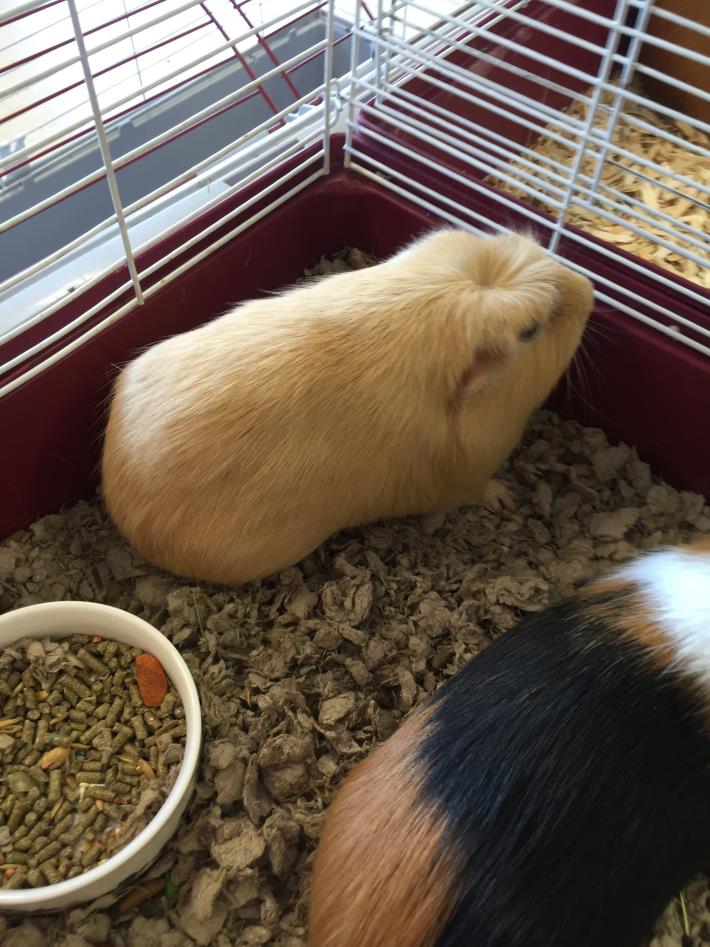 Adopt Pumpernickel and Cheeri a Guinea Pig