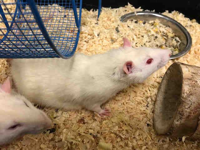 Adopt BINO a Rat