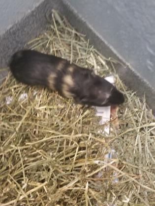 Adopt Fable 3 a Guinea Pig
