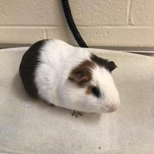 Adopt Crumpet a White Guinea Pig / Mixed small animal in Saukville