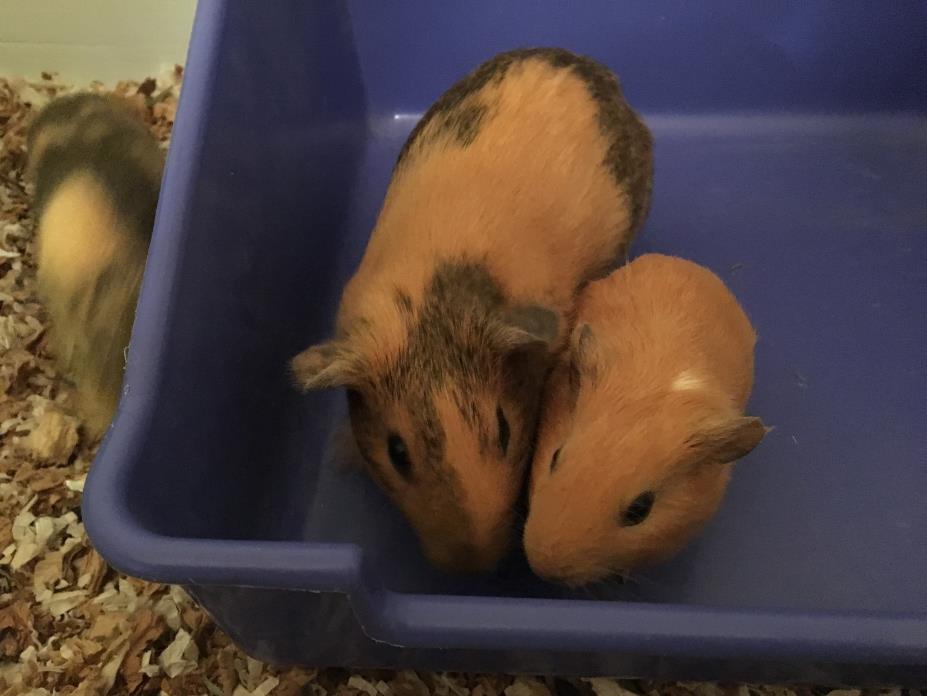 Adopt Binkie and Cookie a Guinea Pig