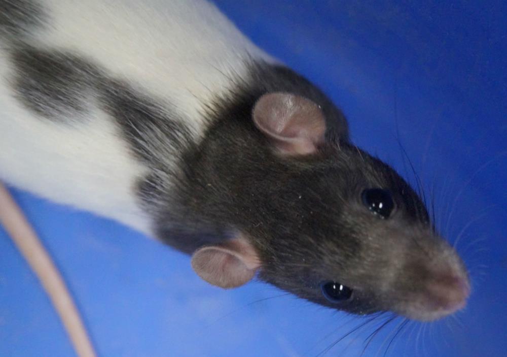 Adopt Iggy a Rat