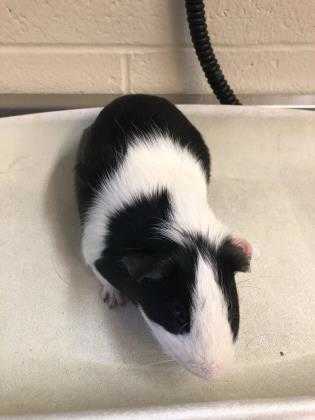 Adopt Rodney a Black Guinea Pig / Mixed small animal in Saukville, WI (25008047)