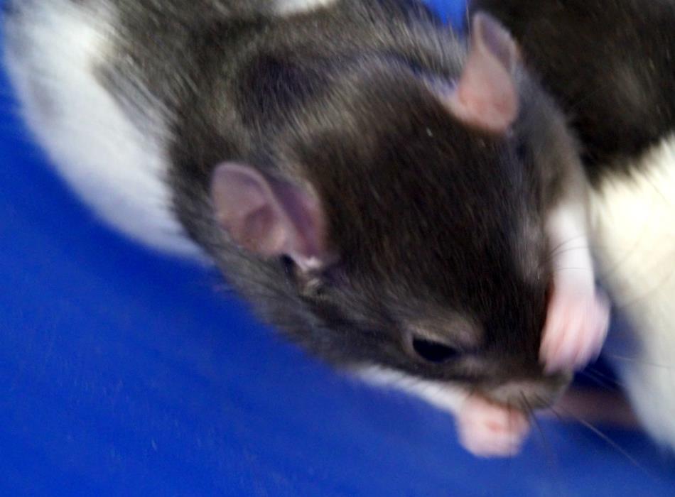 Adopt Cardi B a Rat