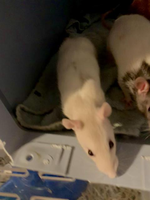 Adopt Abby Cadabby, Julia a Rat