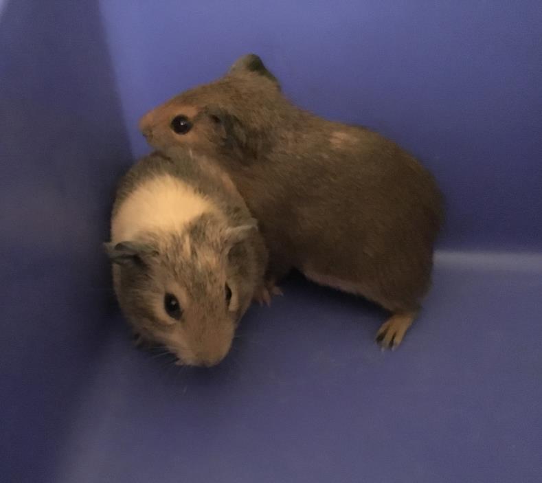 Adopt Aaron and Clay a Guinea Pig