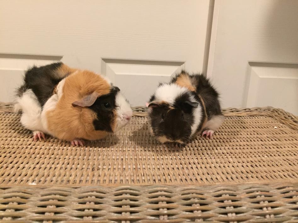 Adopt Pretzel and Peanut a Guinea Pig
