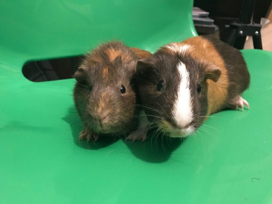 Adopt Lanna and Hanna a Guinea Pig, Short-Haired