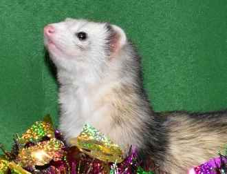 Adopt Archie & Clarence a Ferret