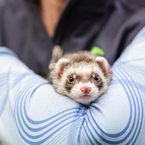 Adopt Bob a Ferret