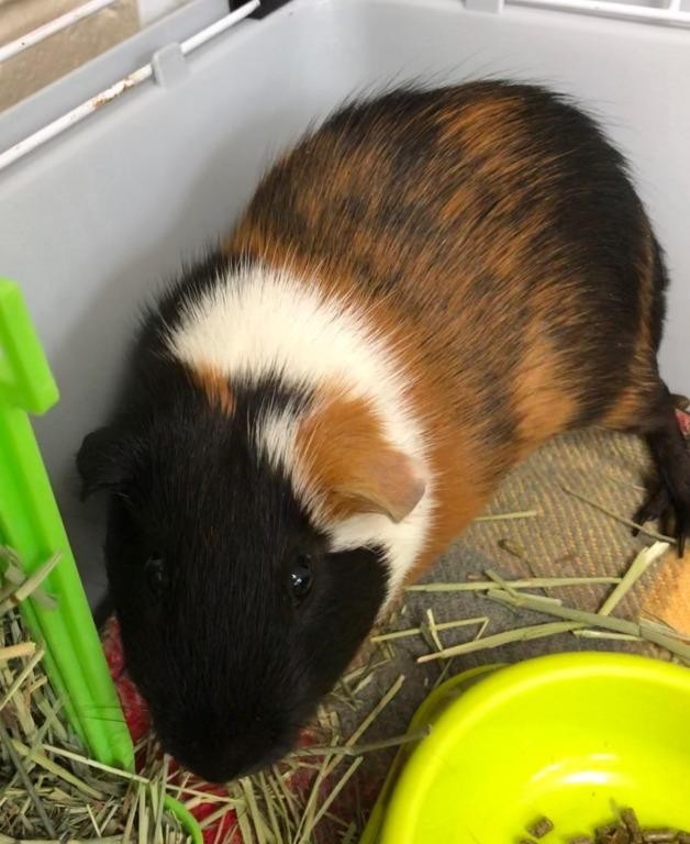 Adopt Rocky a Guinea Pig small animal in Logan, UT (24289149)