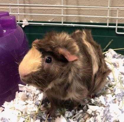 Adopt Will a Brown or Chocolate Guinea Pig / Mixed small animal in DeKalb