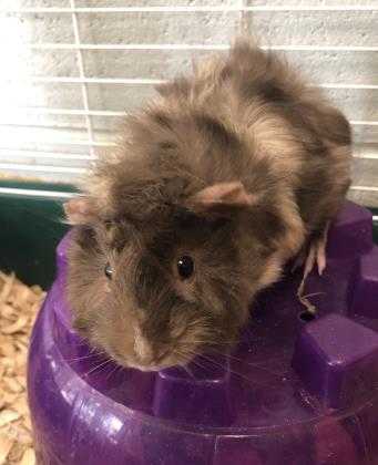 Adopt Hudson a Brown or Chocolate Guinea Pig / Mixed small animal in DeKalb