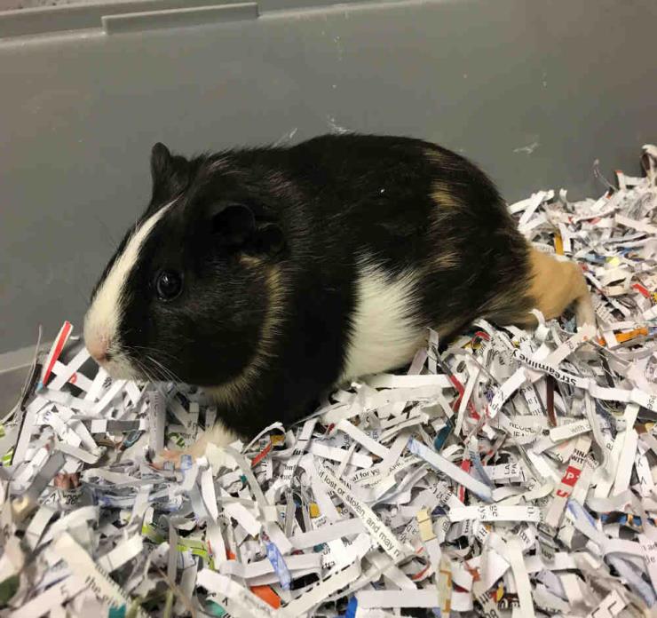 Adopt JAZZY a Guinea Pig