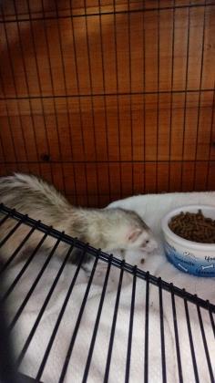 Adopt Summer/bonded with Winter a Ferret