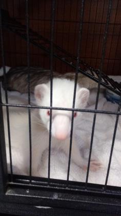 Adopt Winter/ bonded with Summer a Ferret