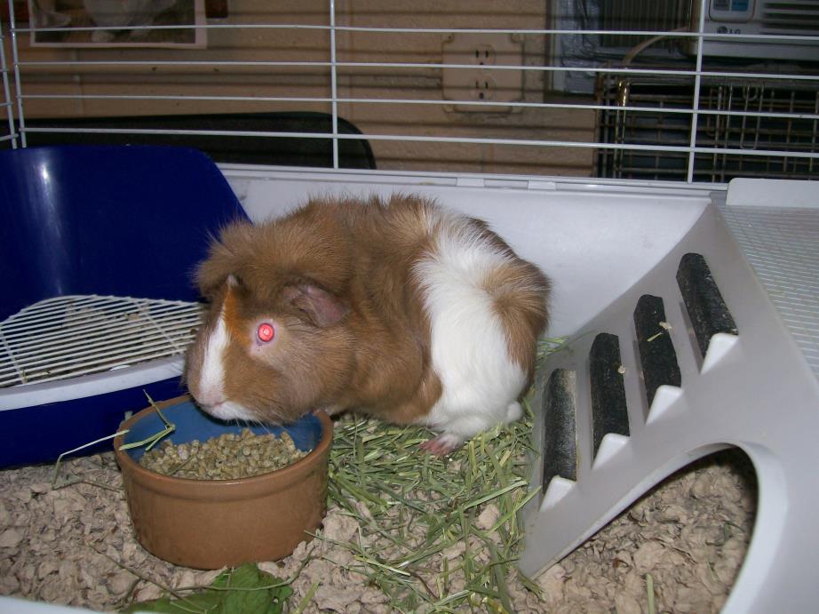 Adopt Bolt a Guinea Pig