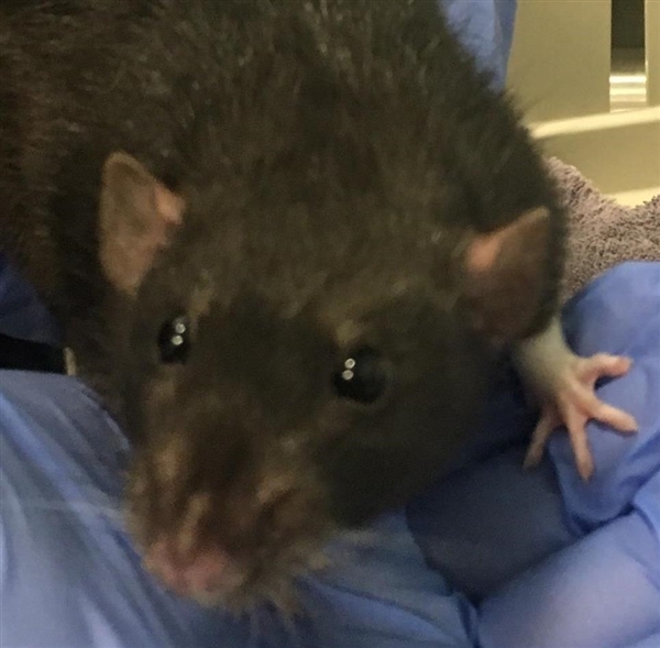 Adopt Lipton a Rat