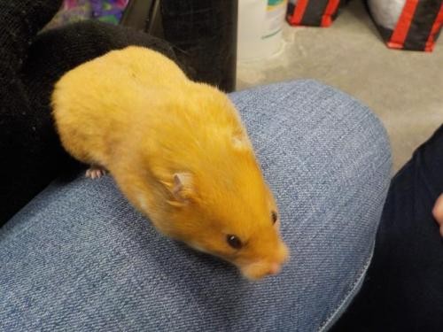 Adopt RANDY a Hamster (medium coat) small animal in Fairbanks, AK (24855472)