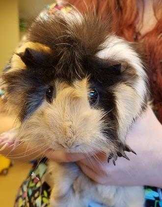 Adopt Trixie a Tan or Beige Guinea Pig / Guinea Pig / Mixed small animal in