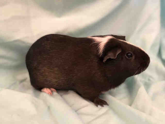 Adopt ELIZA a Black Guinea Pig / Mixed small animal in Urbana, IL (24853706)