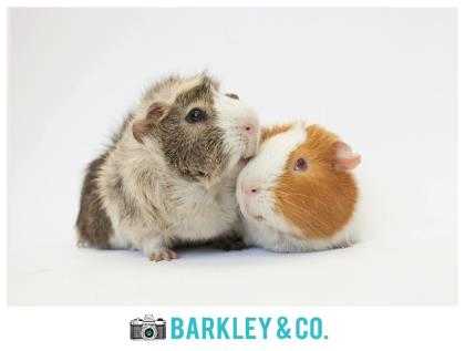 Adopt Stan~17/18-0518B a Orange Guinea Pig / Guinea Pig / Mixed small animal in