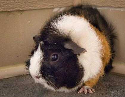 Adopt Ivy a Black Guinea Pig / Guinea Pig / Mixed small animal in Newington