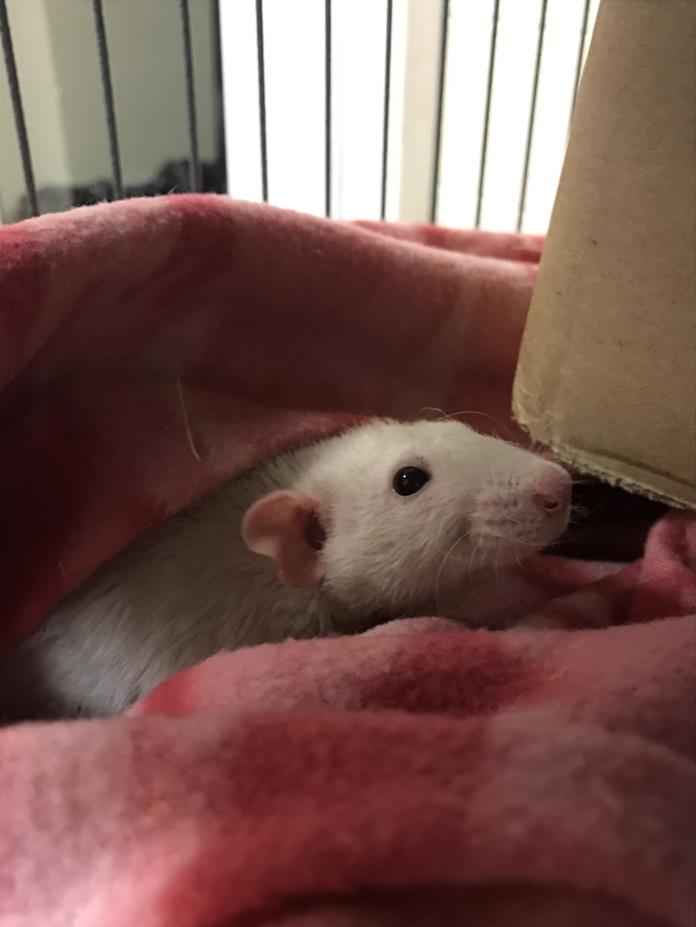 Adopt Cheddar a Rat