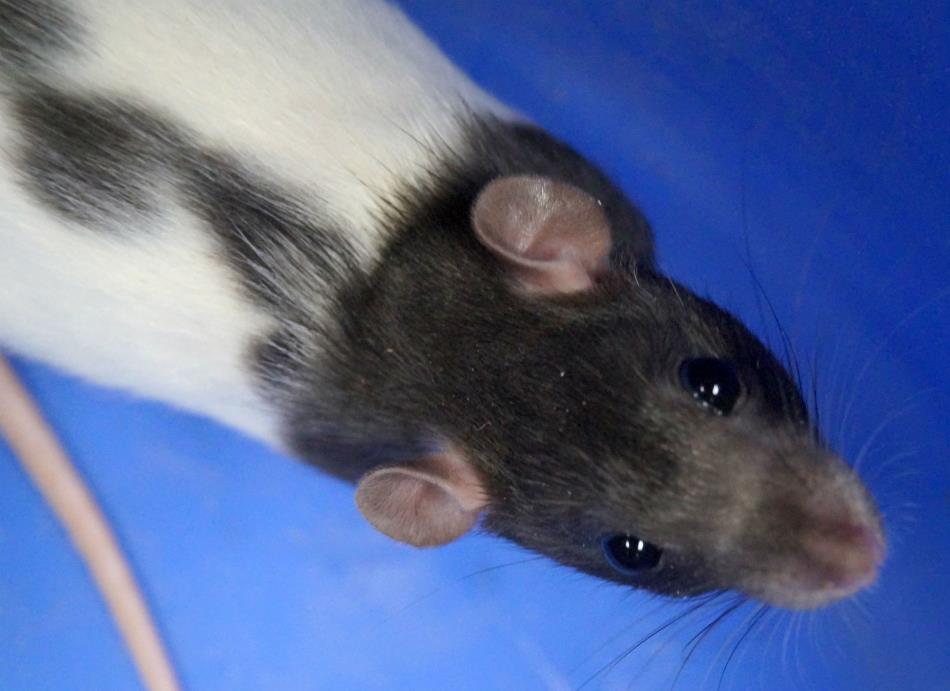 Adopt MGK a Rat