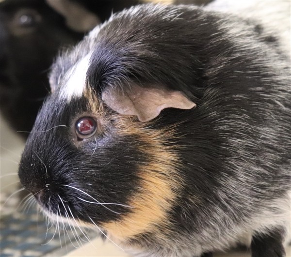 Adopt Cookie a Guinea Pig small animal in Sioux City, IA (25011501)