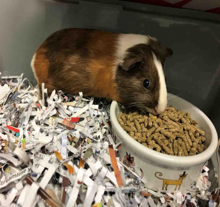 Adopt BELLA a Guinea Pig