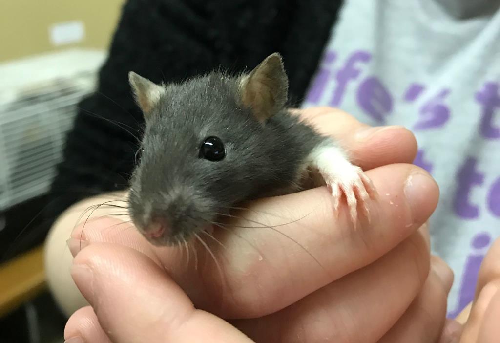 Adopt Mozzarella a Rat