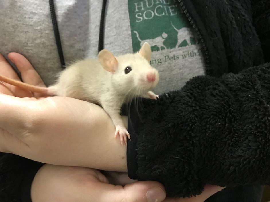 Adopt Asiago a Rat