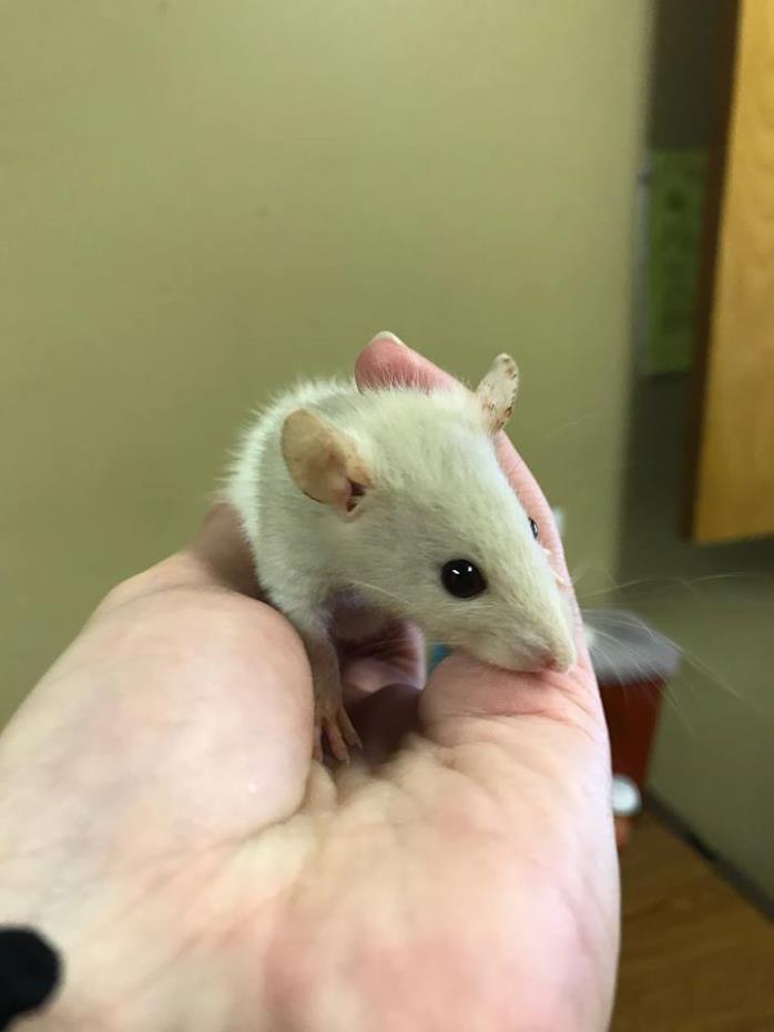 Adopt Cheddar a Rat